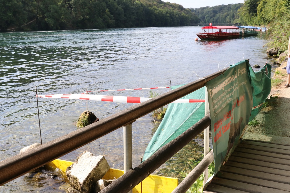 Zwischen Rheinfall und Nohlbrücke ist eine Erholungszone für Fische markiert Zwischen Rheinfall und Nohlbrücke ist eine Erholungszone für Fische markiert