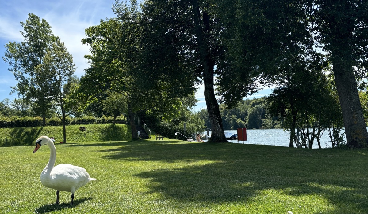 2307_9_schwan_bu-ba_tz16.jpg 2307_9_schwan_bu-ba_tz16.jpg