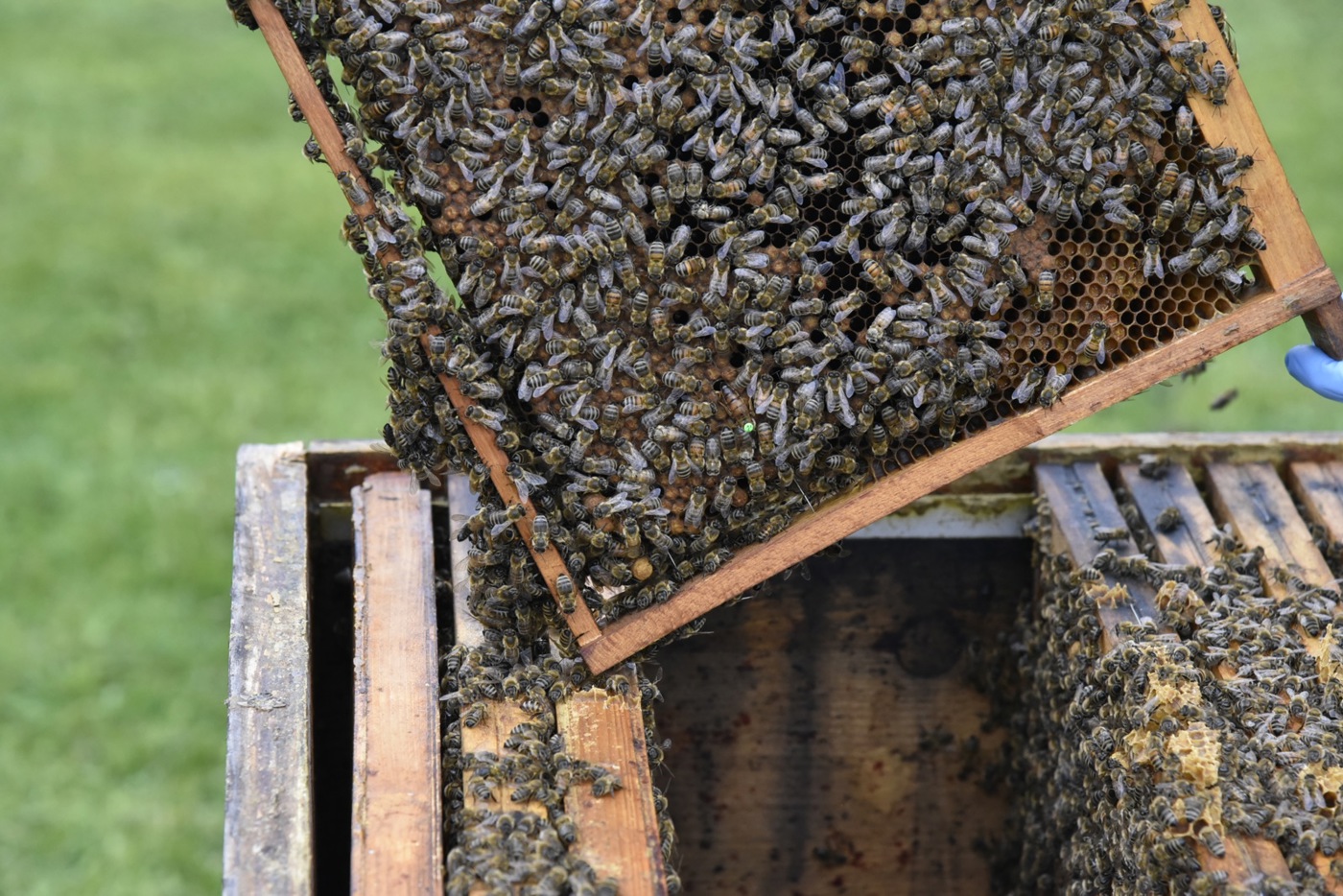 2904 9 Bienenkönigin Cs26 2904 9 Bienenkönigin Cs26