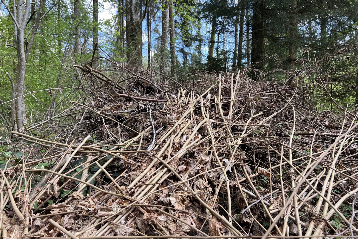 Eben nicht harmlos: In einem Waldstück bei Oerlingen befindet sich dieser illegal entsorgte Haufen Gartenabfall.