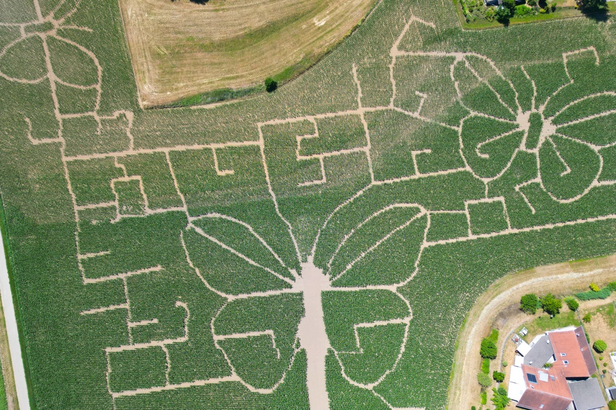 Das Maislabyrinth im Schmetterlingsdesign konnte der neue Traktor dank GPS selbständig aussäen.