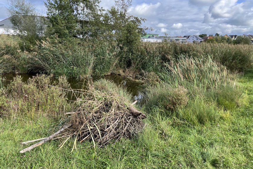 1410 5 Marthalen Biberdamm Abistbach Spa10 1410 5 Marthalen Biberdamm Abistbach Spa10