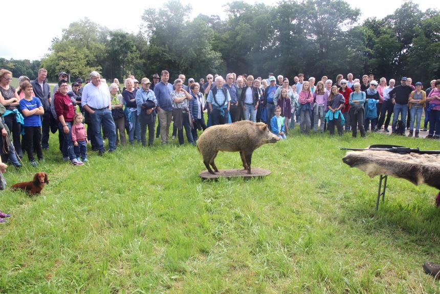0306 4 Alten Auffahrtsumgang 25 Wildsau Mit Zuschauer Romue18