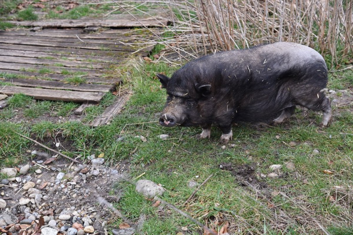 Minipig Hugo starb acht Tage nach seinem Umzug zu einem Artgenossen.
