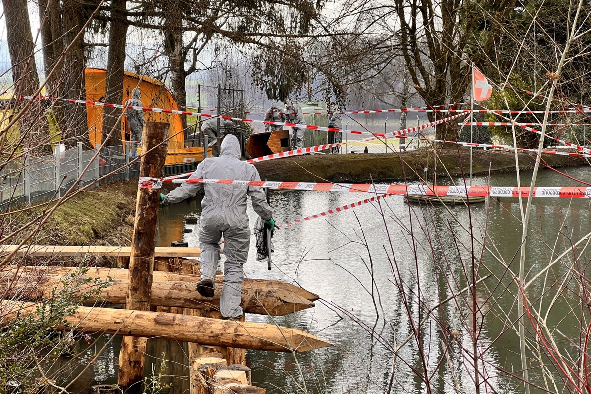 In Trüllikon waren Anfang Februar fünf Schwarzschwäne von der Vogelgrippe betroffen.