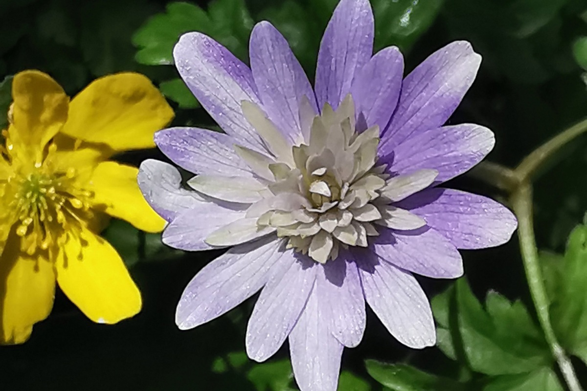 Im Garten in Alten wachsen alle drei Varianten (weiss, gelb, blau) ganz in der Nähe der zartvioletten und reizvoll gefüllten Zufallshybride «Beauty of Alten». Wer genau die «Eltern» dieses Babys sind, ist nicht abschliessend geklärt.