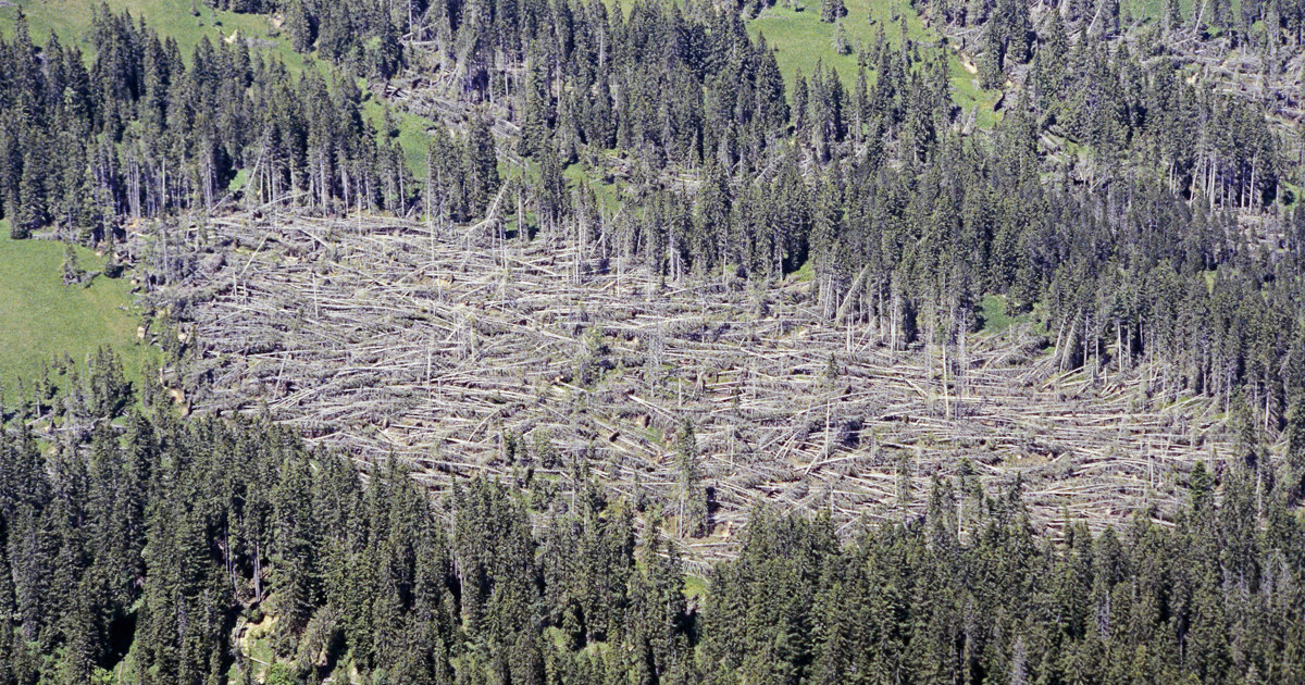 Sturm «Lothar» hat die Waldbewirtschaftung verändert Andelfinger