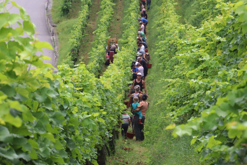 0209 5 Rheinau Weinlese Solaris Chorb Romue11
