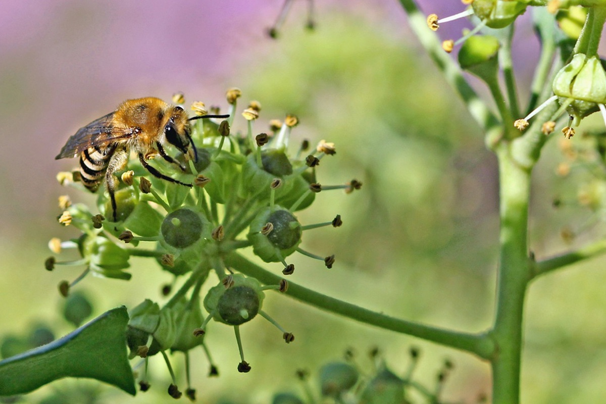 Ein Weibchen sammelt Efeu-Pollen.