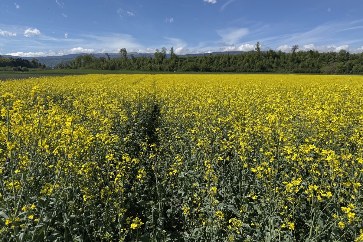 Mehr als nur ein Farbtupfer in der Landschaft: Rapsfeld.