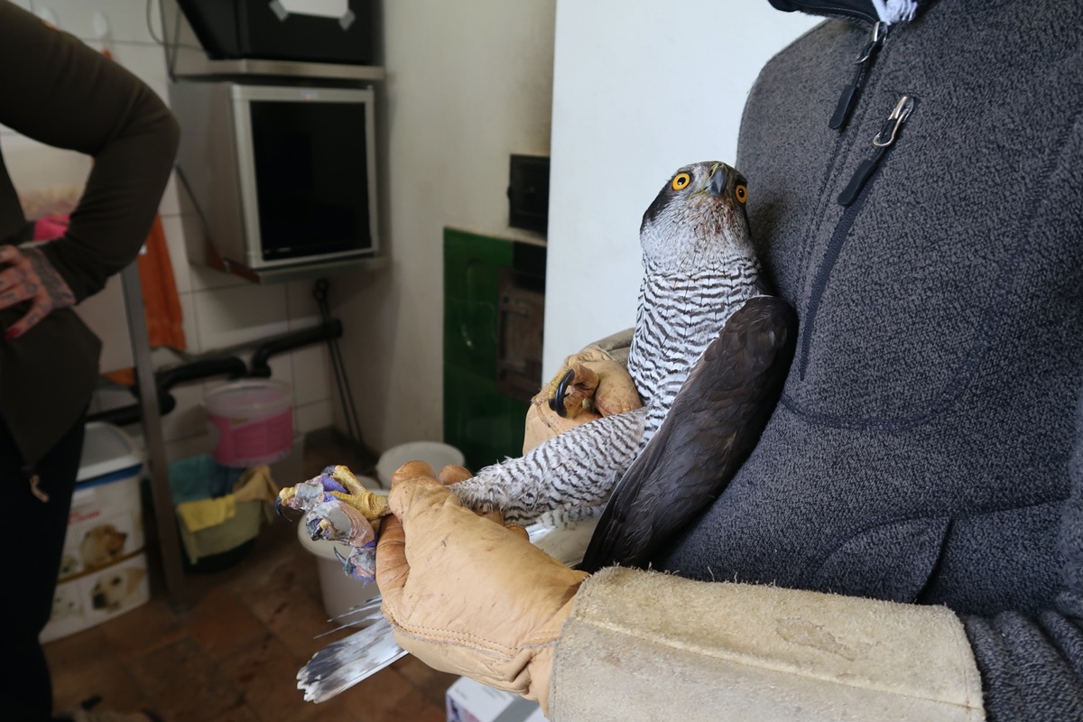 Der Habicht wird aufgrund eines verkrampften Beins in der Greifvogelstation physiotherapeutisch behandelt.