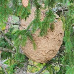 1010 3 Hornissen Nest Zvg19
