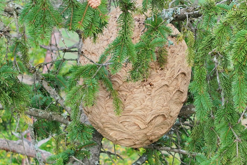 1010 3 Hornissen Nest Zvg19 1010 3 Hornissen Nest Zvg19