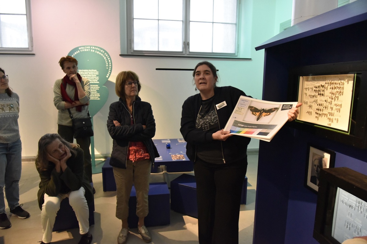 Kuratorin Sabrina Schnurrenberger zeigte auf der Führung ein Bild des Totenkopfschwärmers, der in Bienenstöcken lebt. Neben ihr ist einer der vielen Glaskästen der Winterthurer Sammlung zu sehen.