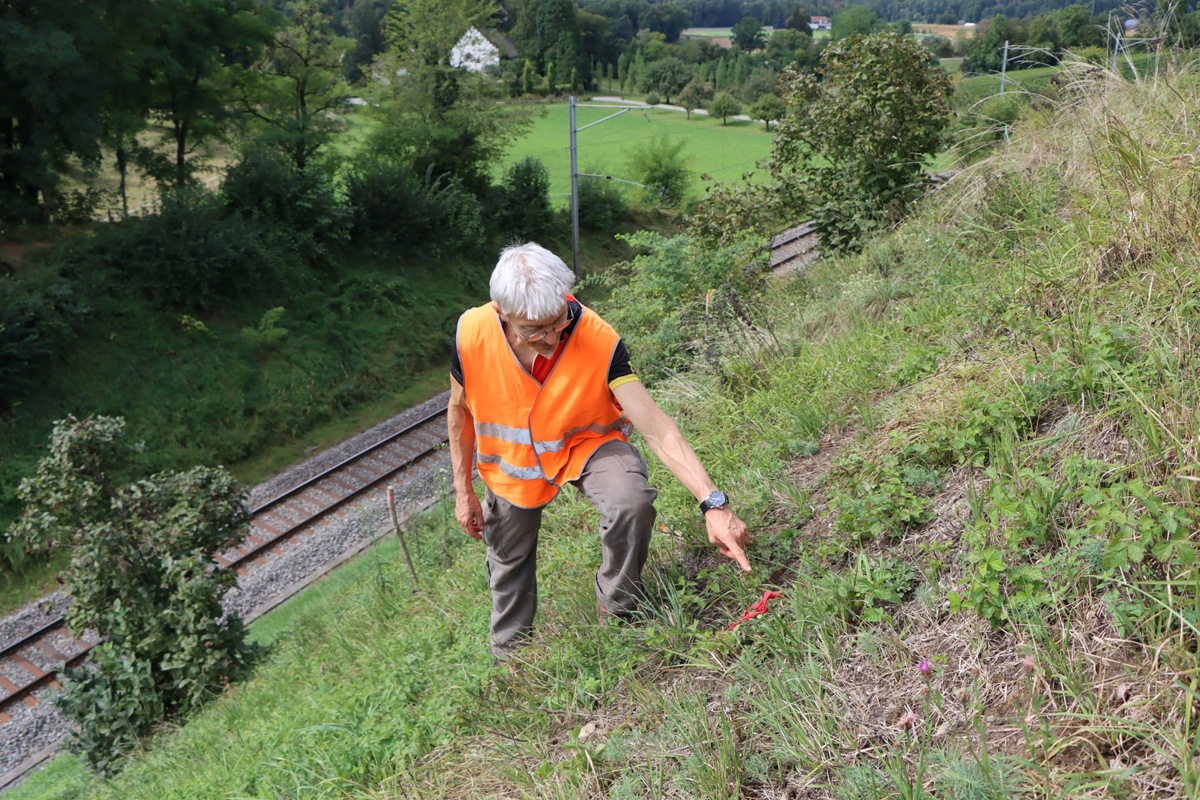 Das Bahnbord – im Hintergrund ist Schloss Wyden zu sehen – wird seit bald 25 Jahren als Lebensraum für spezialisierte Tier- und Pflanzenarten instand gehalten. Inzwischen findet Biologe Peter Müller hier seltene Schneckenarten, die längst verschwunden schienen.