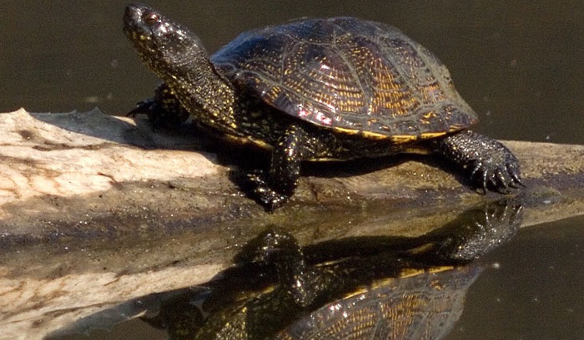 1907_7_emys_wikipedia12.jpg 1907_7_emys_wikipedia12.jpg