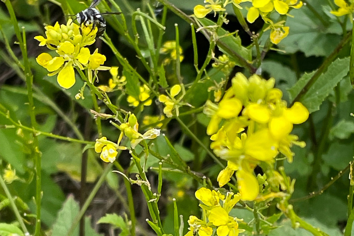 Eine Schwarzblaue Sandbiene sucht Nahrung auf Ackersenf. Beobachtet 2024 auf einer Rotationsbrache in Trüllikon.