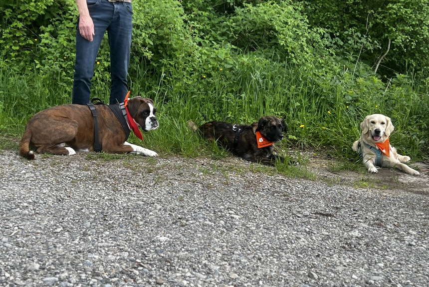 0905 6 Spürhundetraining2 St19 0905 6 Spürhundetraining2 St19