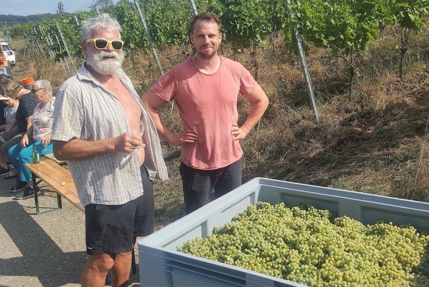 1408 ? Reben Weinlese Muscaris Trauben Thomas Und Markus Moser 06082026 Romue1