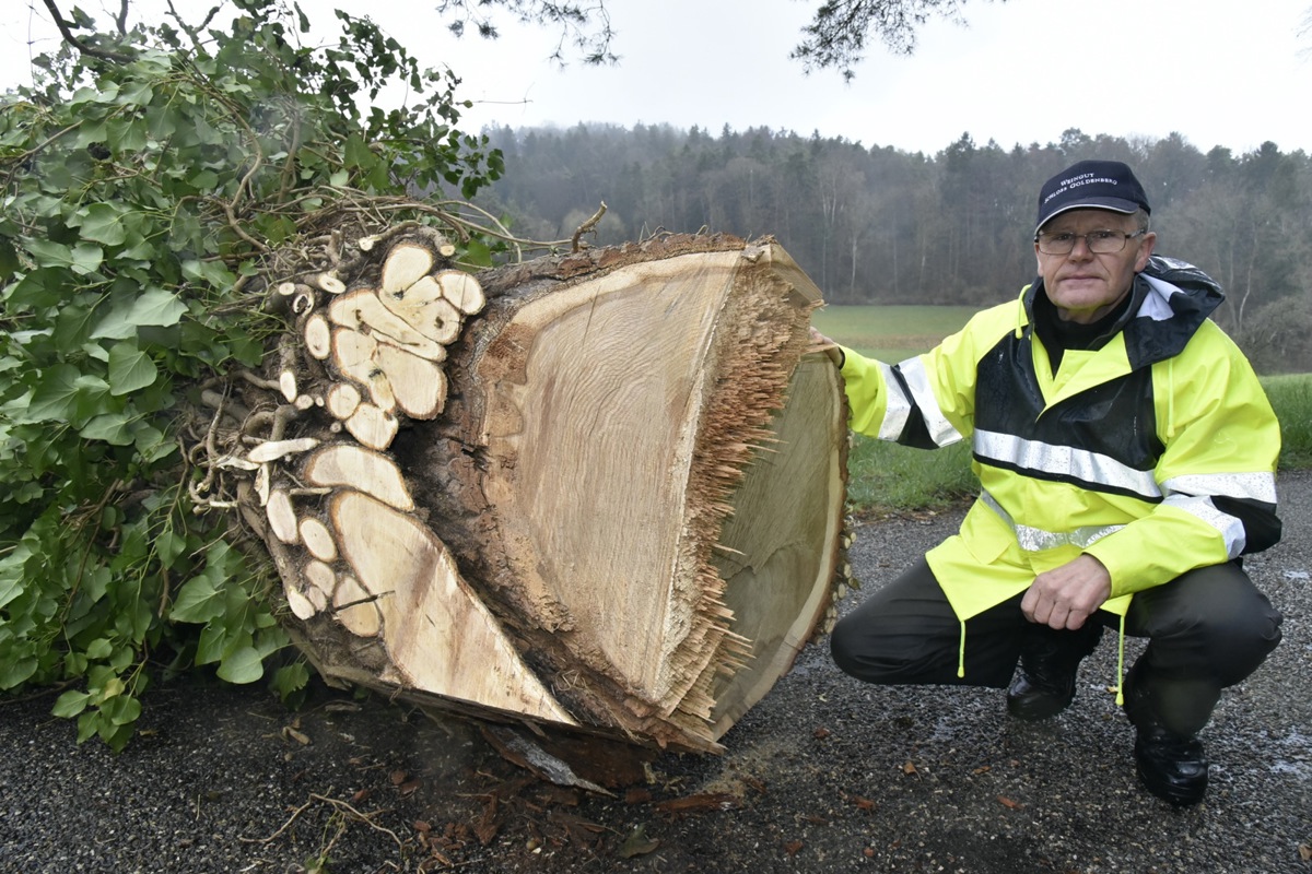 Ueli Kindhauser neben dem gefällten Baum. Links zeigen dicke Efeu-Stränge den über Jahrzehnte entstandenen Bewuchs. Am Rand weist der Stamm erste morsche Stellen auf