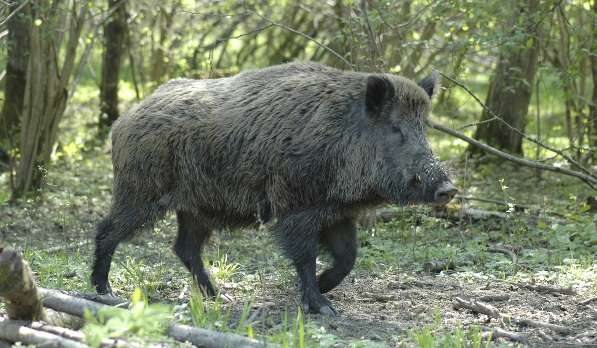2008_10_raetsel_wildschwein11.jpg 2008_10_raetsel_wildschwein11.jpg