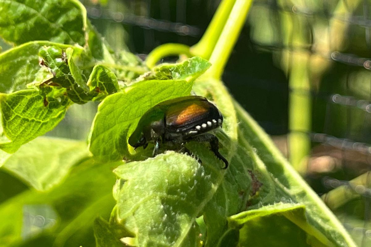 Der Japankäfer richtet grosse Schäden an Pflanzen und Grünflächen an. Unter anderem auch an Weinreben.