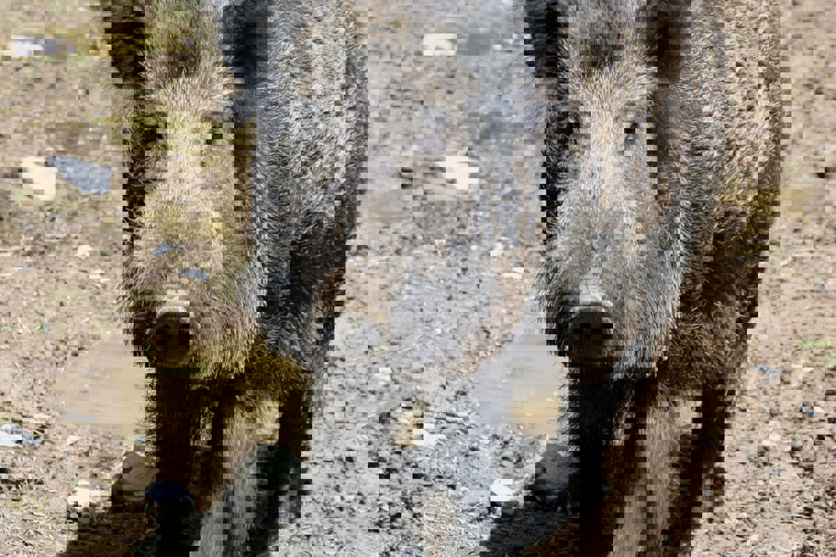 Wildschweine könnten die Afrikanische Schweinepest übertragen. Deshalb müssen tote Tiere möglichst schnell gefunden und entfernt werden. Dank Drohnen mit Wärmebildkameras ist das möglich.