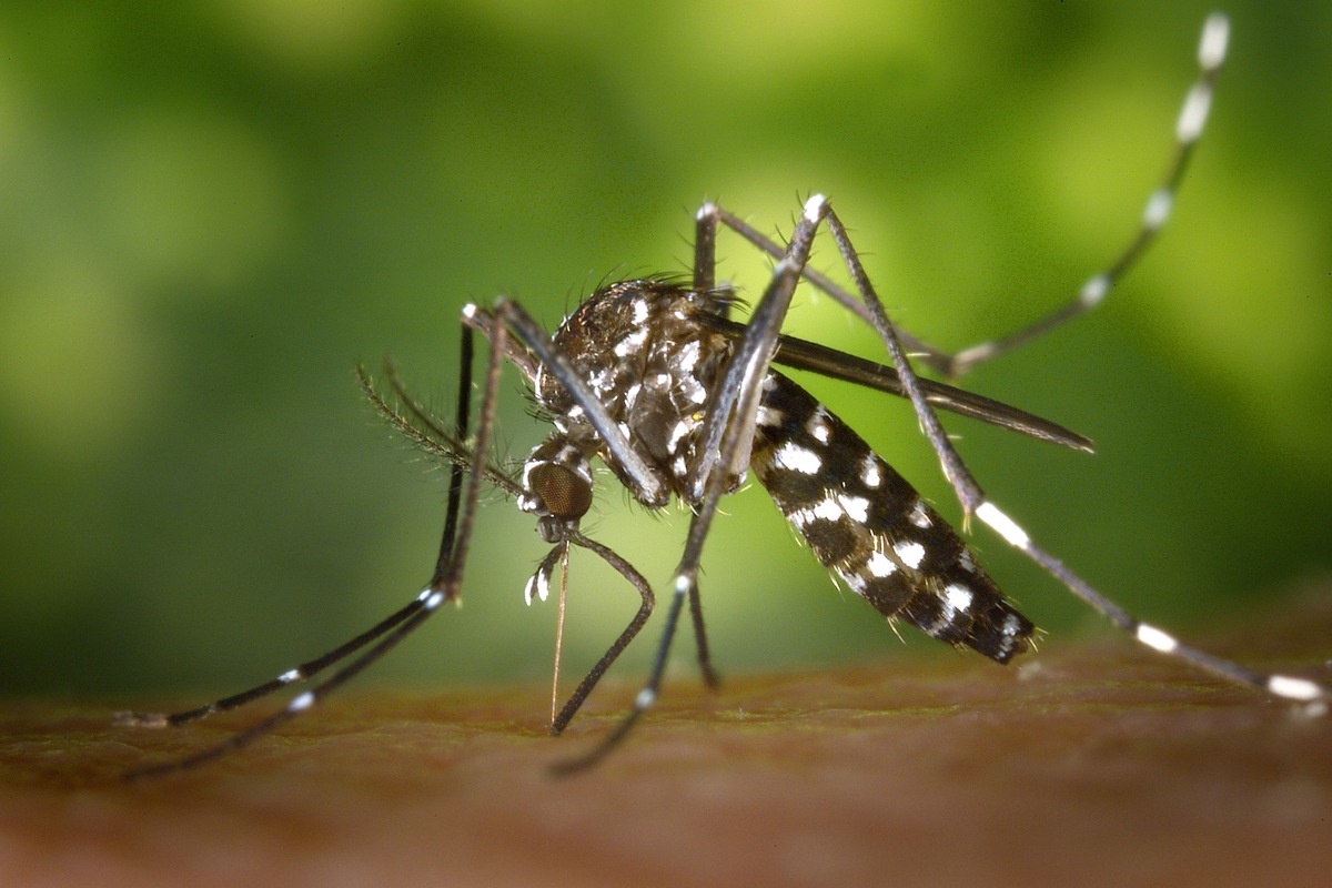 Die Asiatische Tigermücke (Aedes albopictus) kann anhand ihrer Zeichnung leicht identifiziert werden.