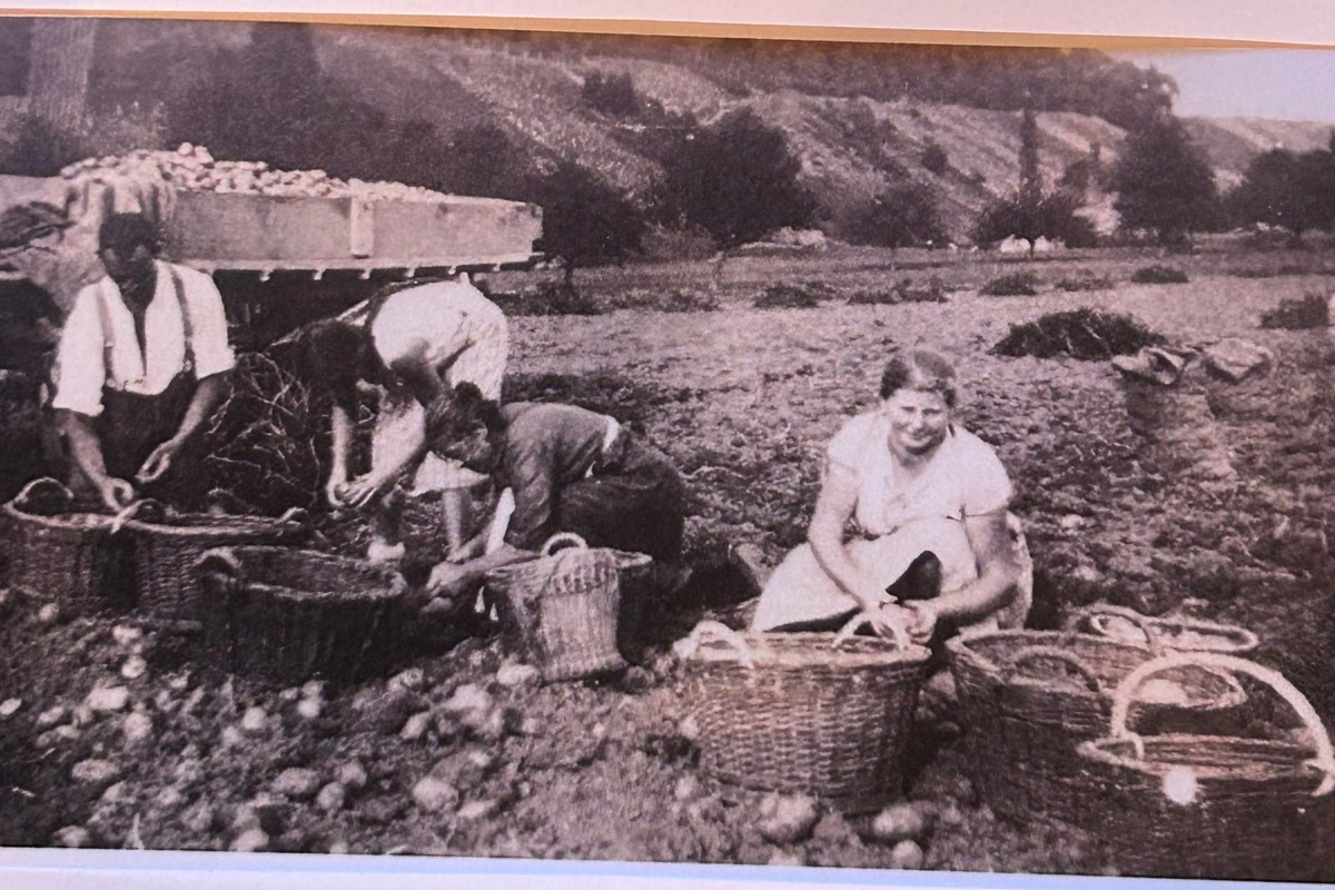 In Ruedi Eigenheers Kindheit wurden die Kartoffeln noch von Hand geerntet.