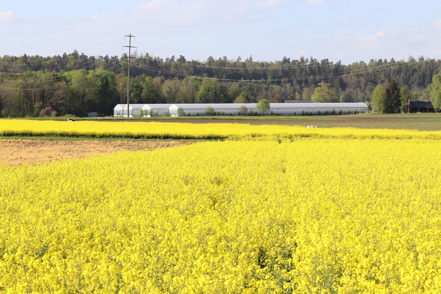 0603 4 Gewaechshaus Andelfingen Archiv13