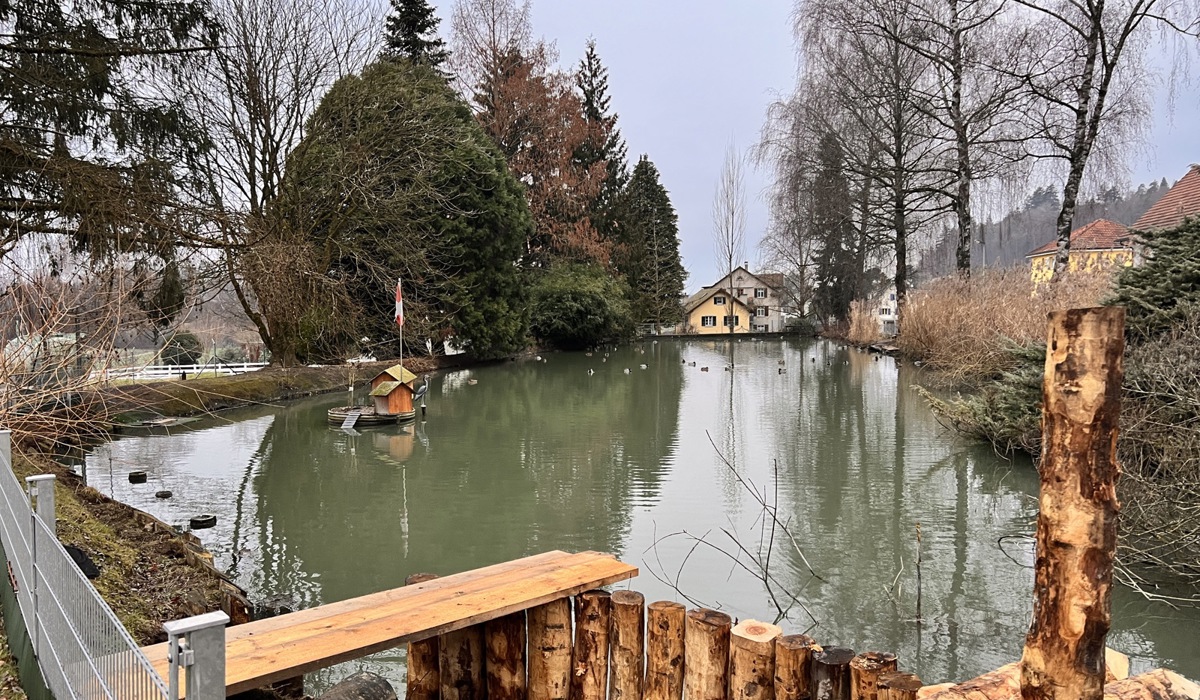 blick-auf-den-weiher-mit-ha-uschen-und-tieren-die-fu-nf-toten-schwarzschwa-ne-wurden-aus-dem-schilf-geborten_4.jpg blick-auf-den-weiher-mit-ha-uschen-und-tieren-die-fu-nf-toten-schwarzschwa-ne-wurden-aus-dem-schilf-geborten_4.jpg