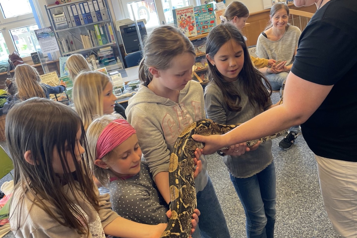 Anfassen erlaubt: Die drei Meter lange Boa constrictor «Ratscha» war zu Besuch in der Bibliothek Henggart.