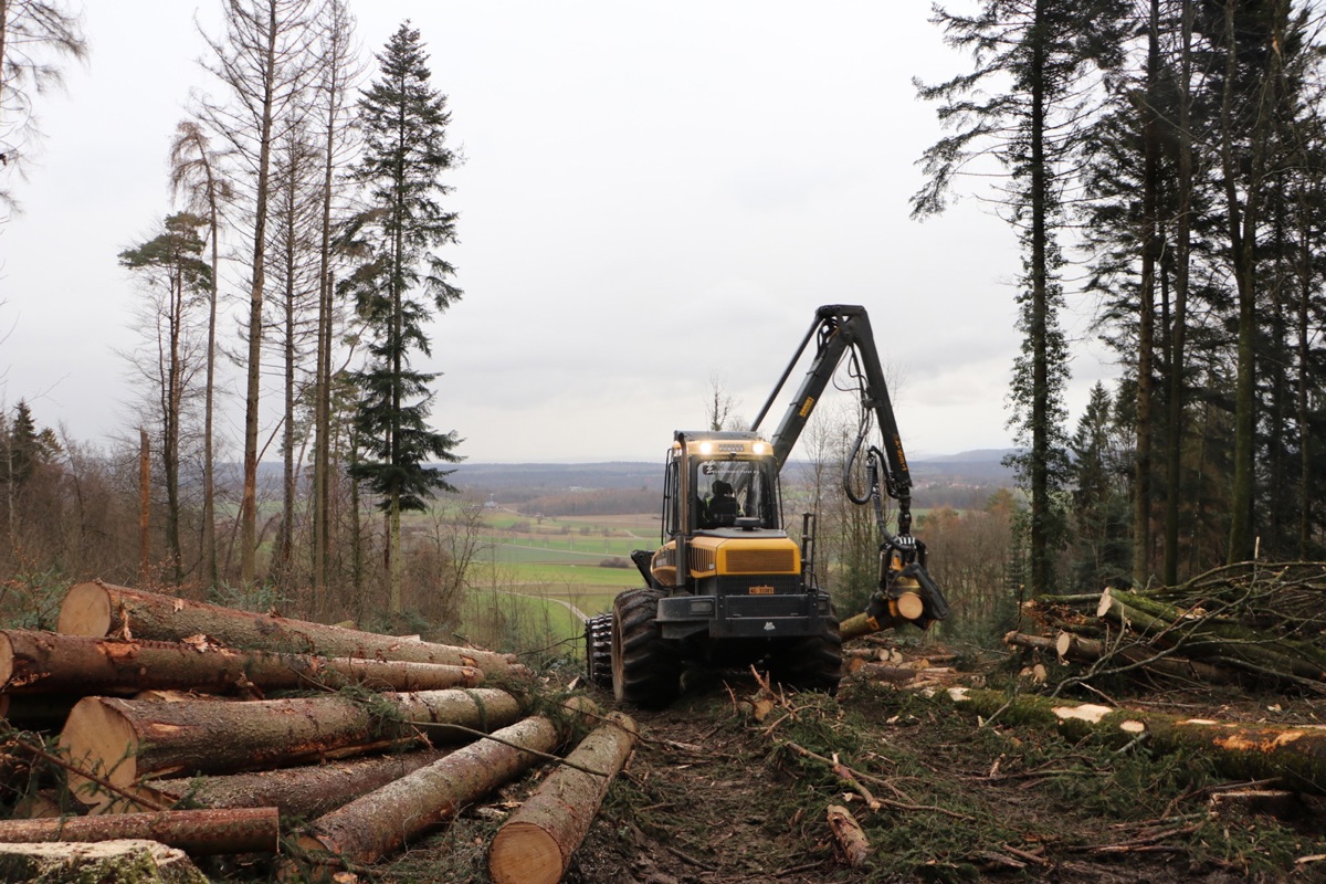 Auf mehreren Waldflächen in Henggart und Humlikon nimmt der Vollernter einen Kahlschlag vor. Um den Boden zu schonen