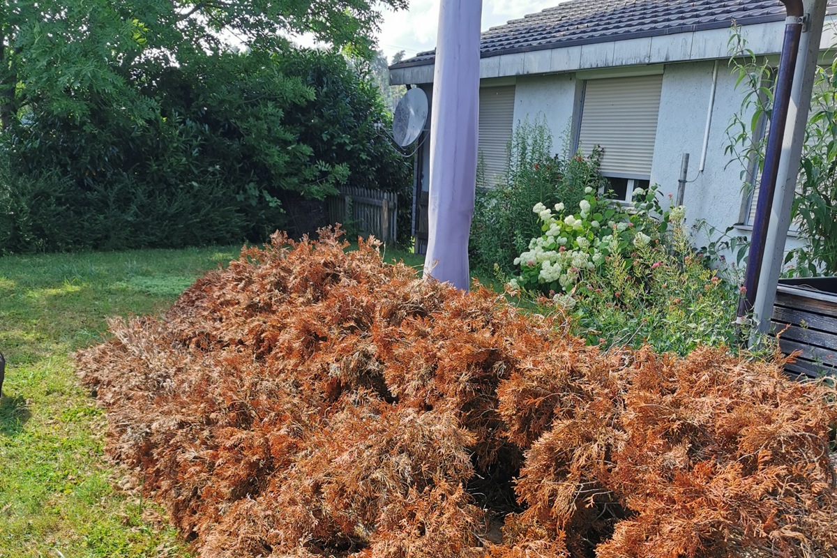 Die Thuja wurde gefällt und liegt nun im Garten. Die Thuja wurde gefällt und liegt nun im Garten.