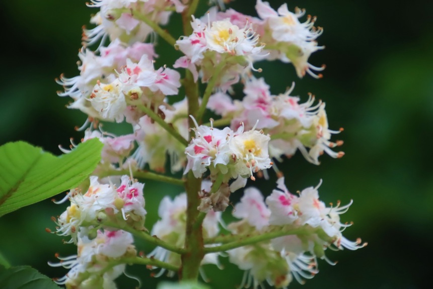 Rosskastanie Blüte Gelb Rot Rosa1