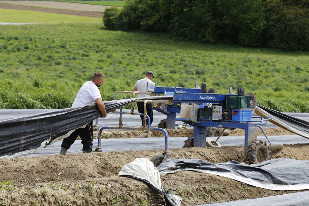 Bleichspargeln werden in einem Damm unter Folien angebaut – auch bei den Grünspargeln wird zum Teil auf Minitunnel gesetzt.