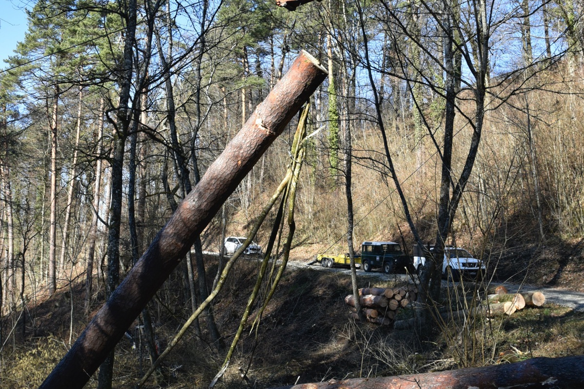 Baumstämme werden hochgezogen und «fliegen» dank Seilbahn durch den Wald am Irchel.