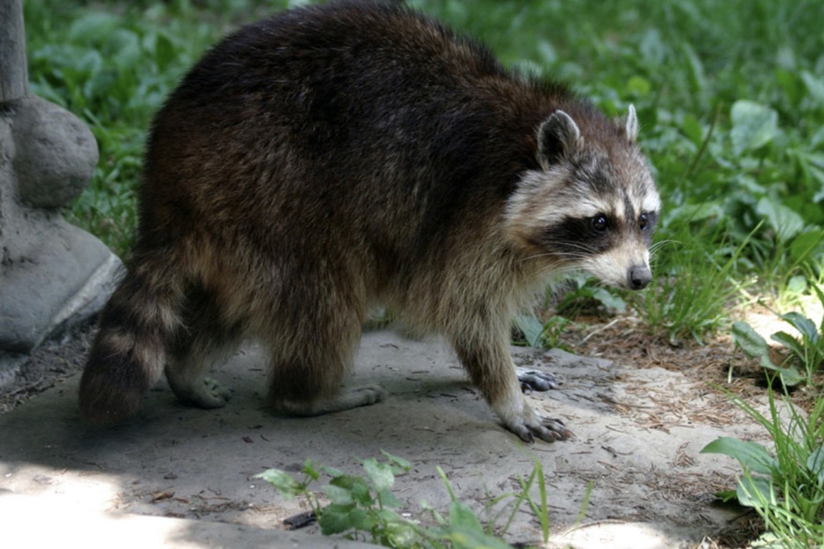 Waschbären sind etwa so gross wie Füchse und an ihrer Maske und dem gestreiften Schwanz erkennbar. Waschbären sind etwa so gross wie Füchse und an ihrer Maske und dem gestreiften Schwanz erkennbar.