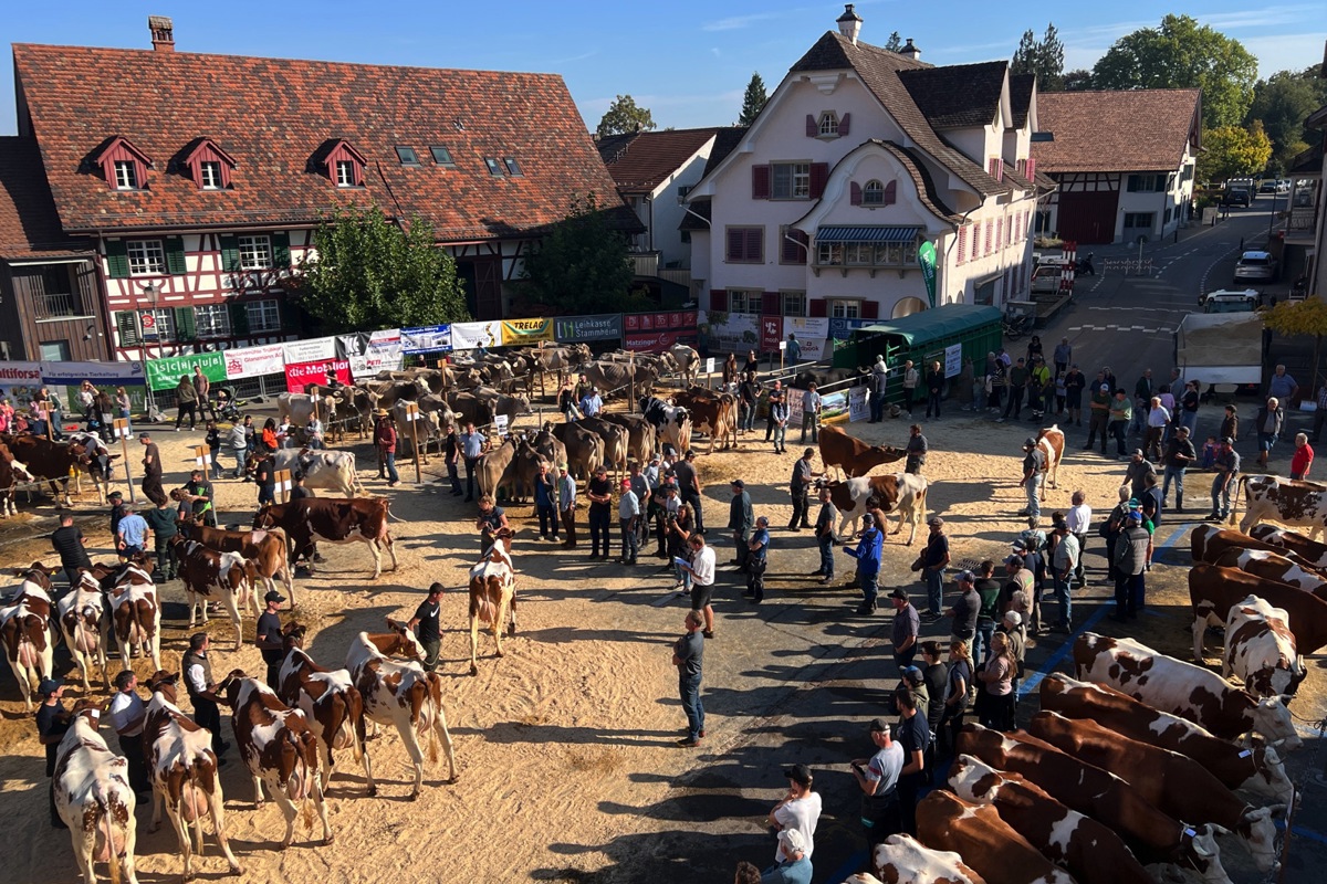 Blick auf den Andelfinger Marktplatz während der Regionalviehschau.