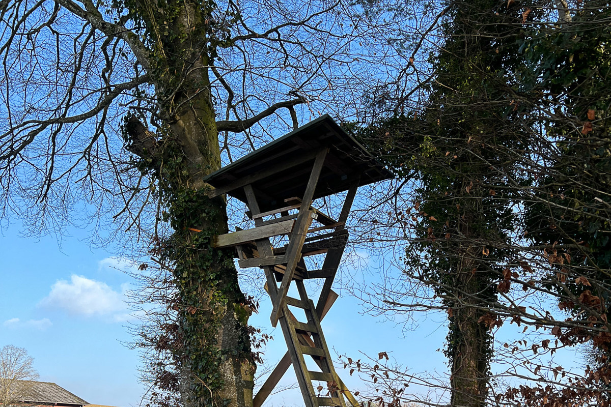 In den beiden grössten Jagdrevieren im Kanton, Marthalen-Rheinau und Feuerthalen-Kohlfirst, werden ab April Gruppen mit neuen Obmännern jagen. Auch in Altikon gibt es einen Wechsel. In den beiden grössten Jagdrevieren im Kanton, Marthalen-Rheinau und Feuerthalen-Kohlfirst, werden ab April Gruppen mit neuen Obmännern jagen. Auch in Altikon gibt es einen Wechsel.