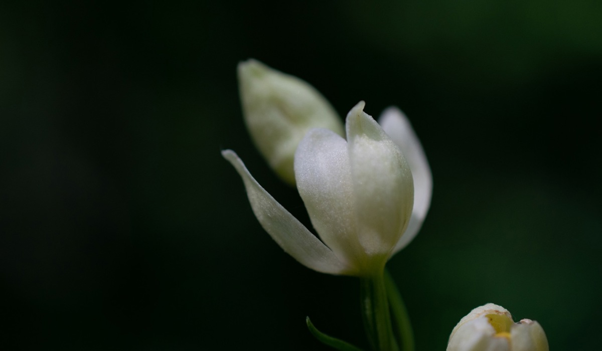 orchidee.jpg orchidee.jpg