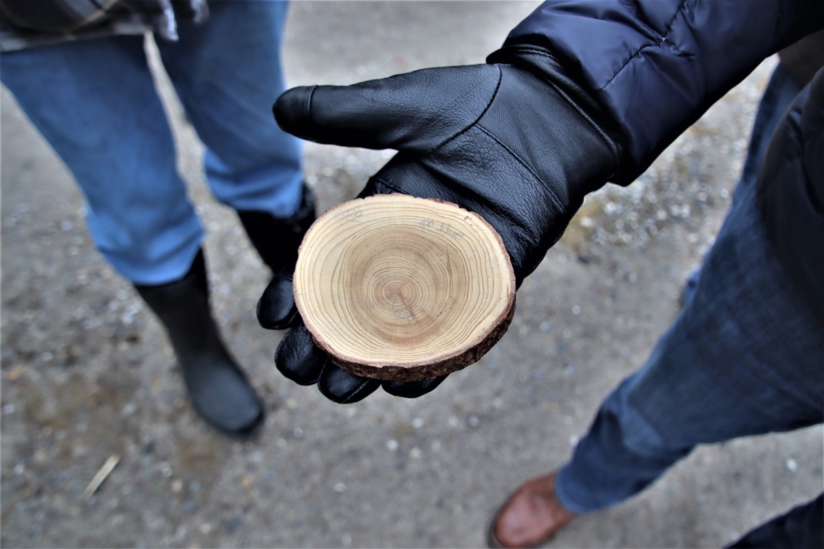 Nur zehn Zentimeter im Durchmesser, aber gut 100 Jahre Wachstum: Diese Baumscheibe einer Klosterfichte zeigt, dass der Baum 1920 gepflanzt worden war. Erst nach 100 Jahren begann er deutlich zu wachsen.