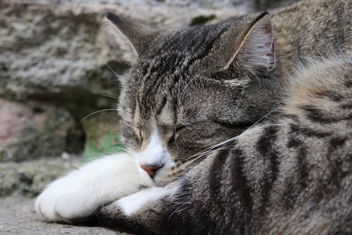 Der Beschuldigte wollte eine rothaarige Katze