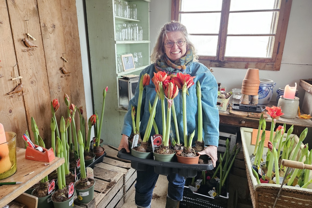 Kerstin Marrek bietet in ihrem Blumenwagen Amaryllen in verschiedenen Farben und Stadien an.
