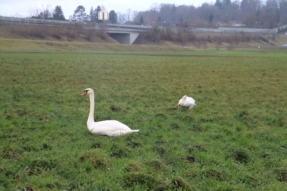 Im Oerlinger Ried wurde Ende 2023 ein Schwan gefunden