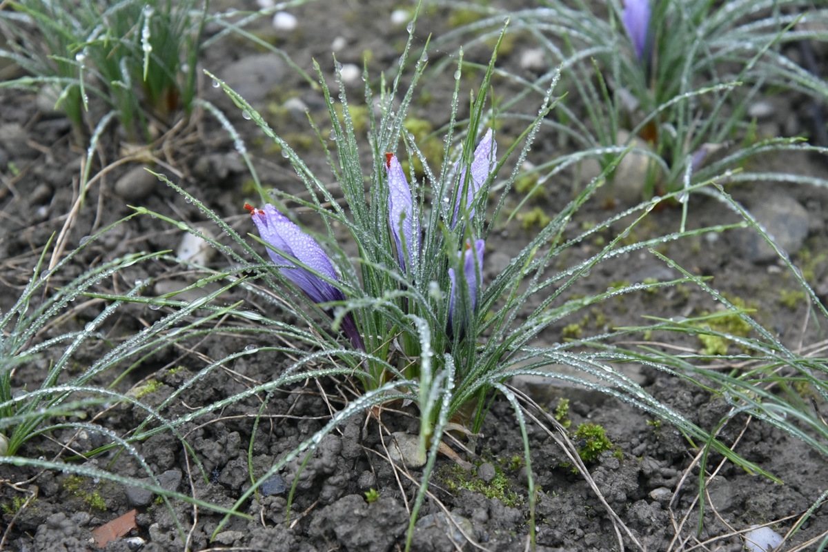 Die fliederfarbenen Blüten des Safrans werden am Morgen geerntet.