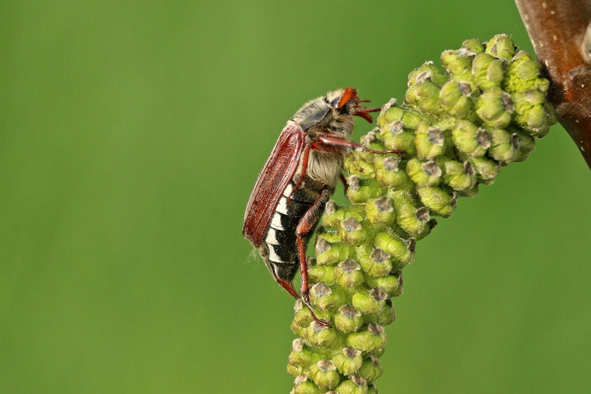 Dieser Maikäfer ist «gsund und gfräss»