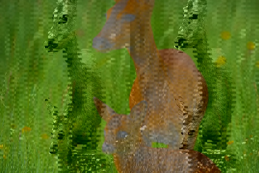 0804 4 Rehe Zvg17