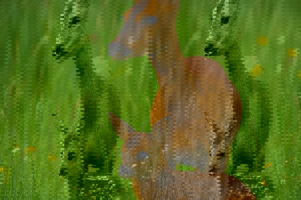 Für Rehe und ihre Kitze ist die Schonzeit überlebenswichtig.