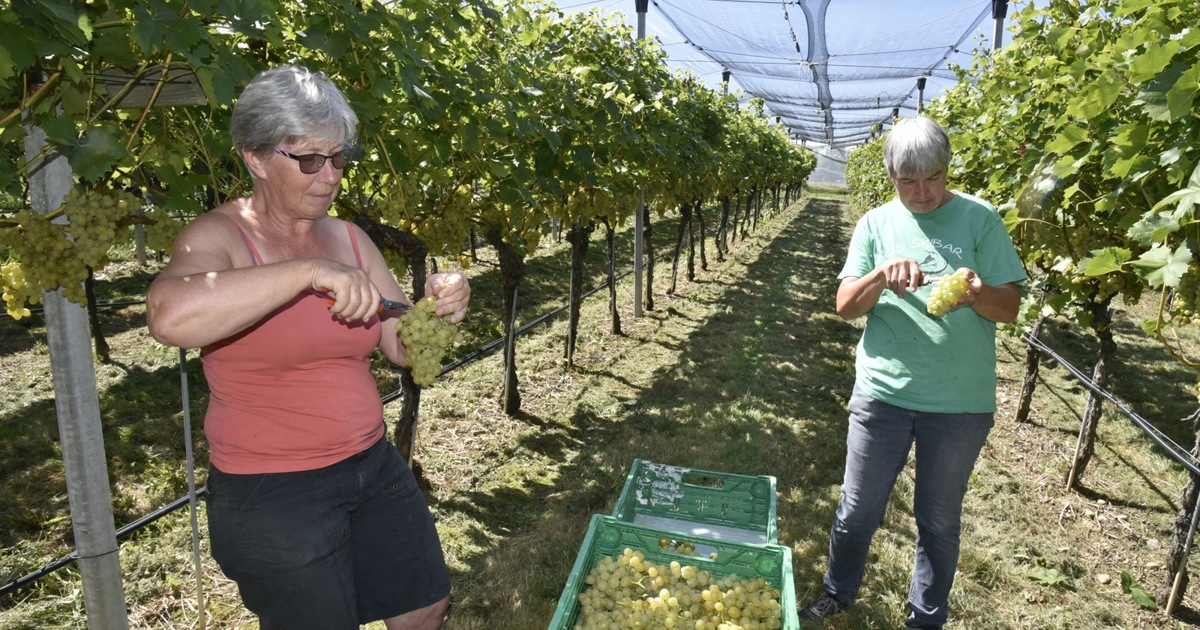 Tafeltrauben aus dem Flaachtal | Andelfinger
